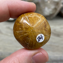 Bild in Galerie-Viewer laden, Sand Dollar Fossils