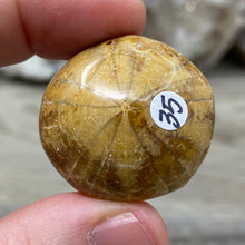 Bild in Galerie-Viewer laden, Sand Dollar Fossils