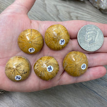 Bild in Galerie-Viewer laden, Sand Dollar Fossils