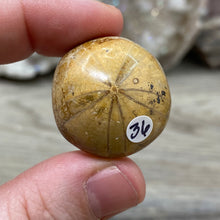 Bild in Galerie-Viewer laden, Sand Dollar Fossils