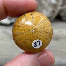 Bild in Galerie-Viewer laden, Sand Dollar Fossils