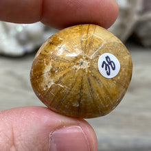 Bild in Galerie-Viewer laden, Sand Dollar Fossils