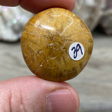 Bild in Galerie-Viewer laden, Sand Dollar Fossils
