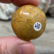 Bild in Galerie-Viewer laden, Sand Dollar Fossils