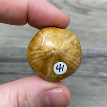 Bild in Galerie-Viewer laden, Sand Dollar Fossils