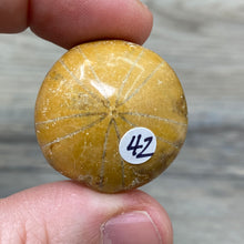 Bild in Galerie-Viewer laden, Sand Dollar Fossils