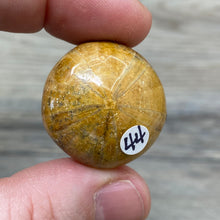 Bild in Galerie-Viewer laden, Sand Dollar Fossils