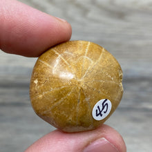 Bild in Galerie-Viewer laden, Sand Dollar Fossils