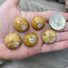 Bild in Galerie-Viewer laden, Sand Dollar Fossils