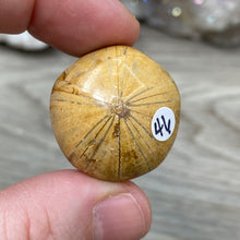 Bild in Galerie-Viewer laden, Sand Dollar Fossils
