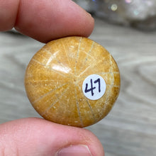 Bild in Galerie-Viewer laden, Sand Dollar Fossils