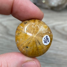 Bild in Galerie-Viewer laden, Sand Dollar Fossils