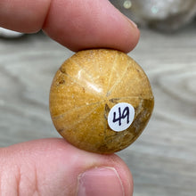 Bild in Galerie-Viewer laden, Sand Dollar Fossils