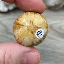 Bild in Galerie-Viewer laden, Sand Dollar Fossils