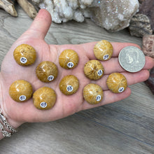 Bild in Galerie-Viewer laden, Sand Dollar Fossils