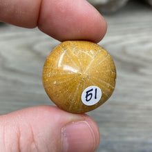 Bild in Galerie-Viewer laden, Sand Dollar Fossils