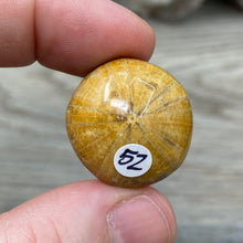 Bild in Galerie-Viewer laden, Sand Dollar Fossils