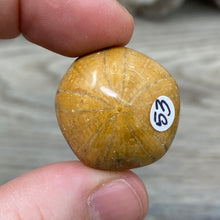Bild in Galerie-Viewer laden, Sand Dollar Fossils