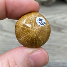 Bild in Galerie-Viewer laden, Sand Dollar Fossils
