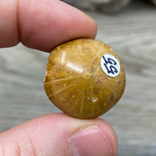 Bild in Galerie-Viewer laden, Sand Dollar Fossils
