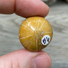 Bild in Galerie-Viewer laden, Sand Dollar Fossils