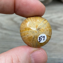 Bild in Galerie-Viewer laden, Sand Dollar Fossils