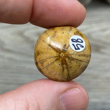 Bild in Galerie-Viewer laden, Sand Dollar Fossils