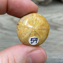 Bild in Galerie-Viewer laden, Sand Dollar Fossils