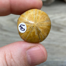 Bild in Galerie-Viewer laden, Sand Dollar Fossils