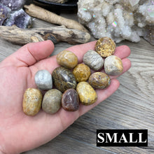 将图像加载到图库查看器中,Fossilized Coral Tumbles