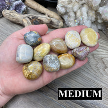 将图像加载到图库查看器中,Fossilized Coral Tumbles