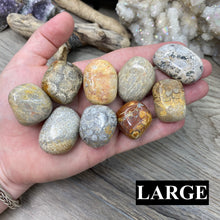 将图像加载到图库查看器中,Fossilized Coral Tumbles