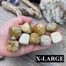 将图像加载到图库查看器中,Fossilized Coral Tumbles