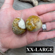 将图像加载到图库查看器中,Fossilized Coral Tumbles