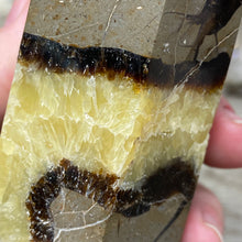 Bild in Galerie-Viewer laden, Septarian Double Point #11 - 5.50"/139mm