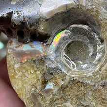 Bild in Galerie-Viewer laden, Ammonite Whole #08