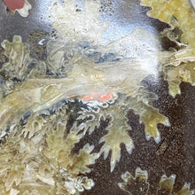 Bild in Galerie-Viewer laden, Ammonite Whole #08