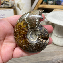Bild in Galerie-Viewer laden, Ammonite Whole #09