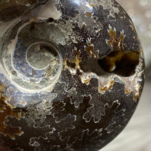Bild in Galerie-Viewer laden, Ammonite Whole #09