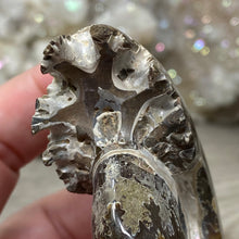 Bild in Galerie-Viewer laden, Ammonite Whole #09