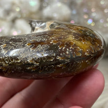 Bild in Galerie-Viewer laden, Ammonite Whole #09