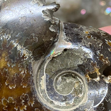 Bild in Galerie-Viewer laden, Ammonite Whole #09