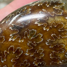 Bild in Galerie-Viewer laden, Ammonite Whole #09
