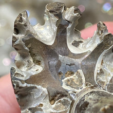 Bild in Galerie-Viewer laden, Ammonite Whole #09