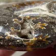 Bild in Galerie-Viewer laden, Ammonite Whole #09