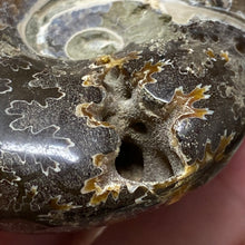 Bild in Galerie-Viewer laden, Ammonite Whole #09