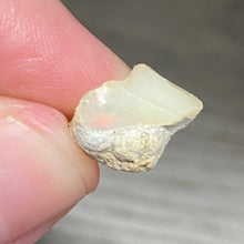 Bild in Galerie-Viewer laden, Welo Ethiopian Opal Small Rough Set #08