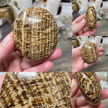 将图像加载到图库查看器中,<transcy>文石星团#03</transcy>