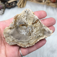 Cargar imagen en el visor de la galería, Petrified Wood Polished Slab #02