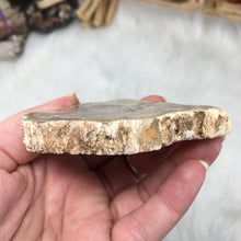 Cargar imagen en el visor de la galería, Petrified Wood Polished Slab #02